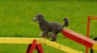 A poodle walking through an agility course.