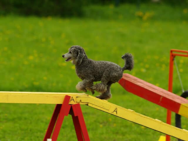 A poodle walking through an agility course.