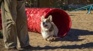 A Welsh Corgi running through a red tunnel.