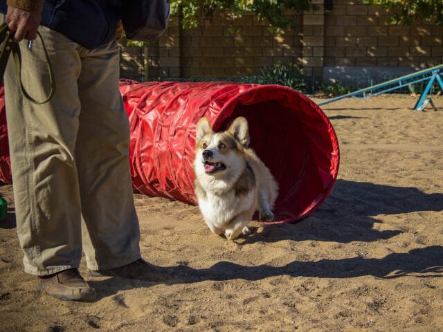 A Welsh Corgi running through a red tunnel.