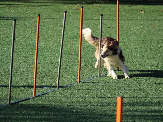 A dog running through an agility course.
