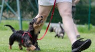 A small dog on a leash.