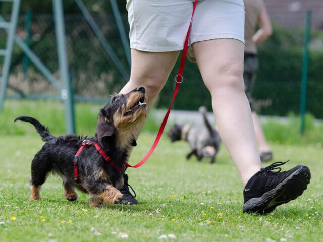 A small dog on a leash.