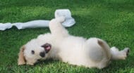 A dog rolling in grass with an unraveled roll of toilet paper.