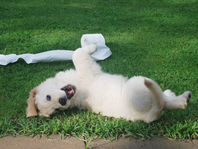 A dog rolling in grass with an unraveled roll of toilet paper.