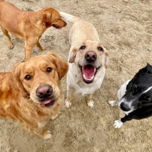 Four dogs playing together.