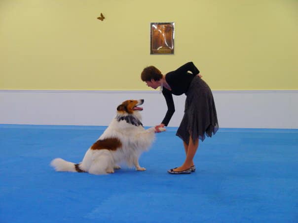 A woman holding a dog's paw.