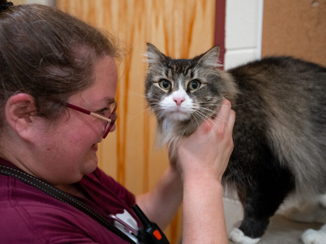 A woman petting a cat.