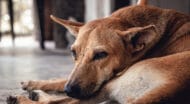 A close up view of a dog lying down outside.