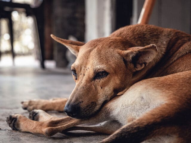 A close up view of a dog lying down outside.