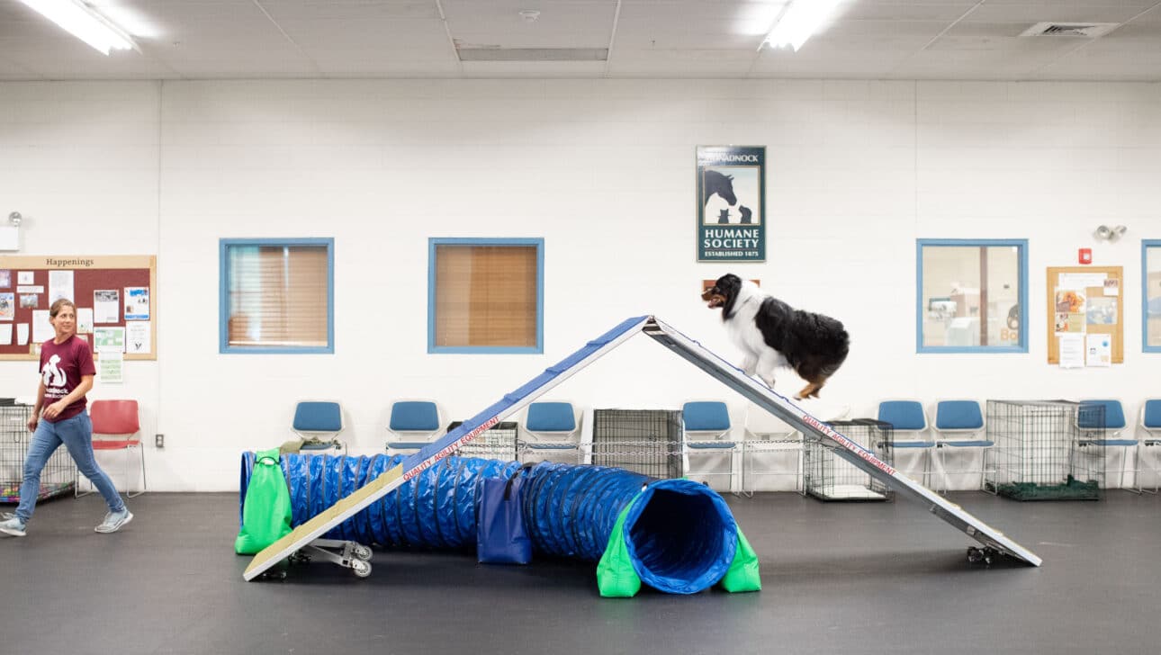 A dog training on an agility course.