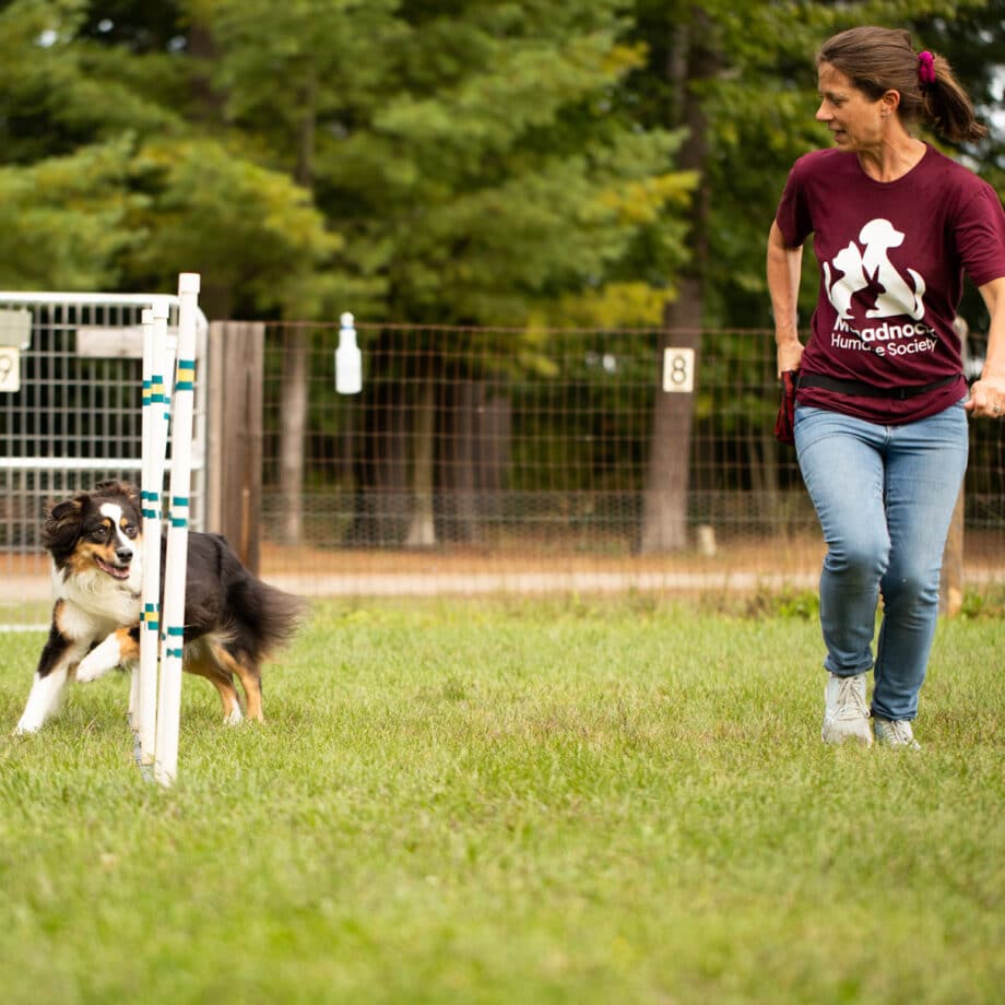 A dog running alongside a trainer.