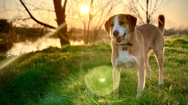 A dog outside with a view of a sunset in the background.