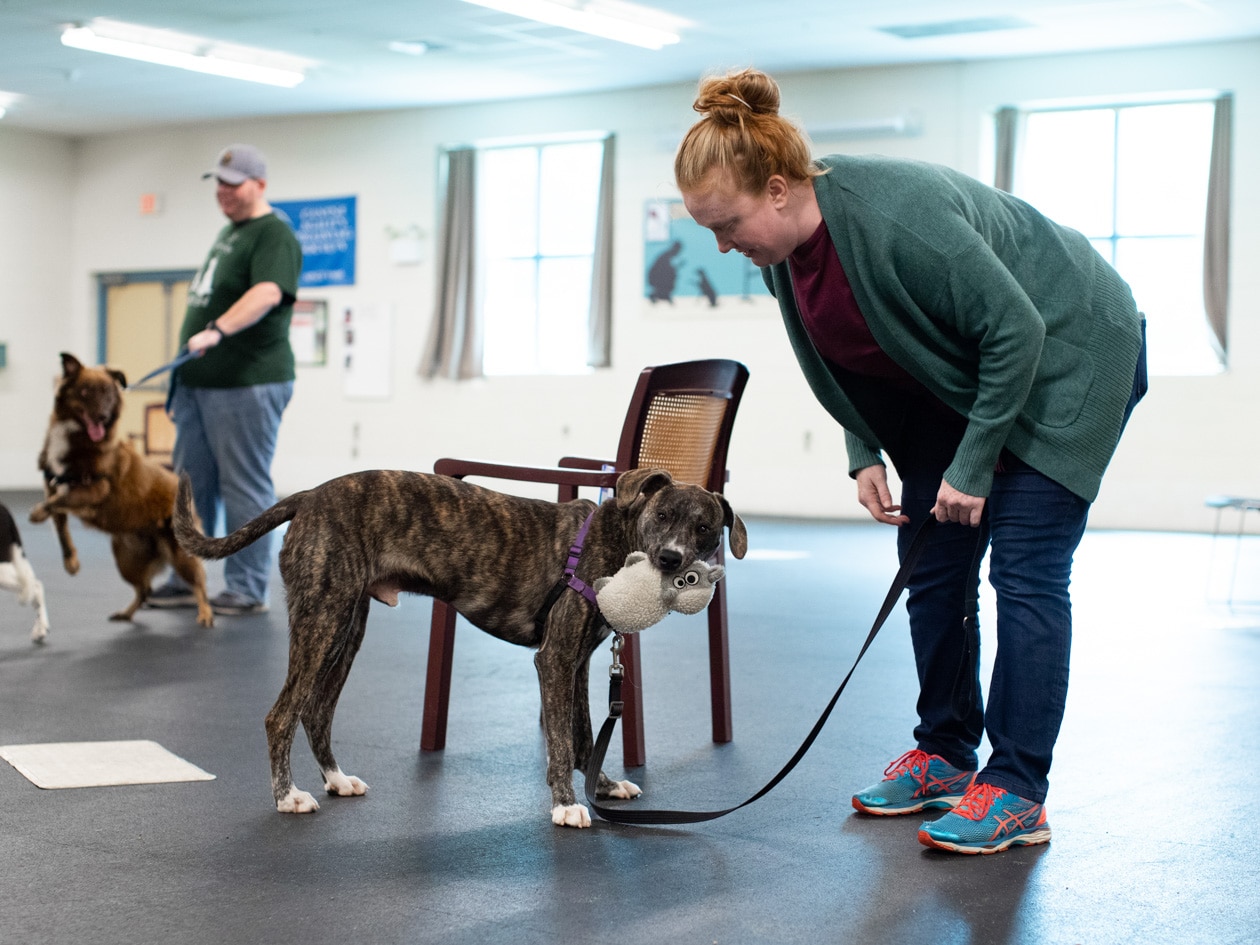 Dog Training Testimonials Monadnock Humane Society