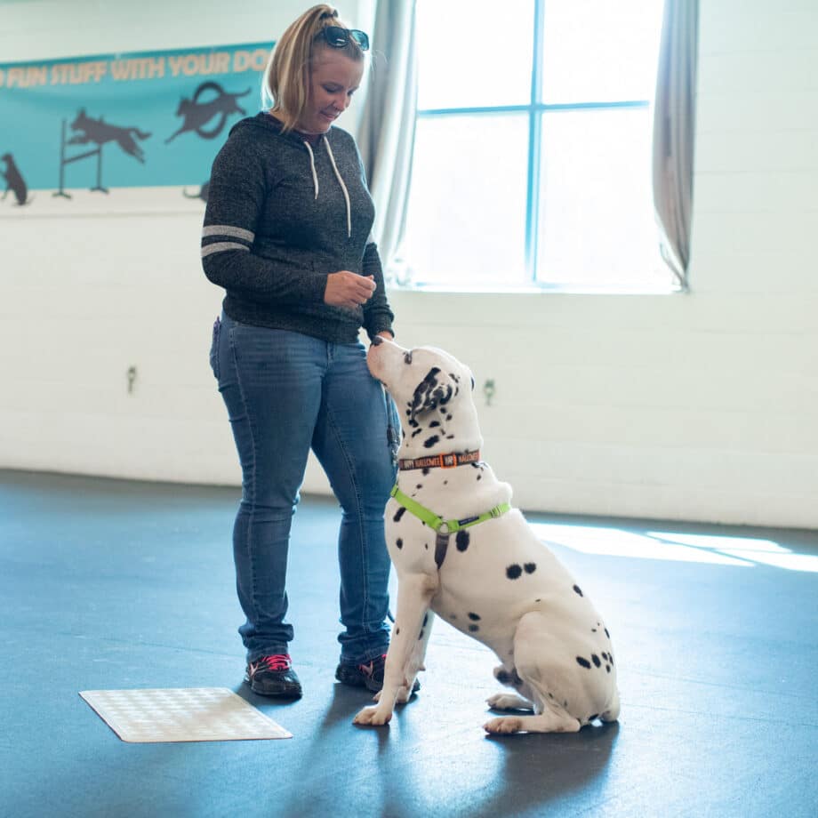 A dog sitting in front of its owner.