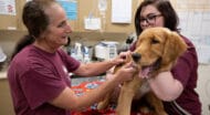 A veterinarian giving a dog a vaccination.