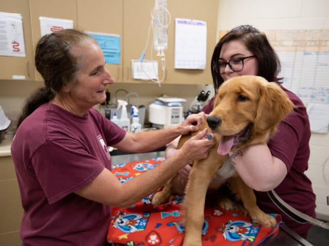 A veterinarian giving a dog a vaccination.