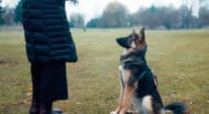 A dog sitting straight.