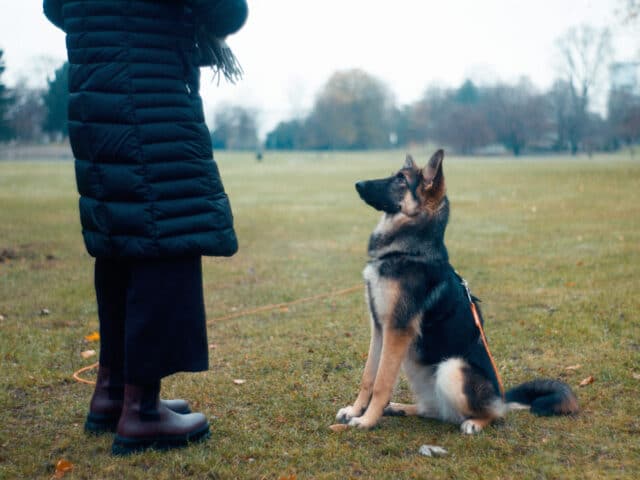 A dog sitting straight.