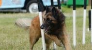 A dog running through an agility course.