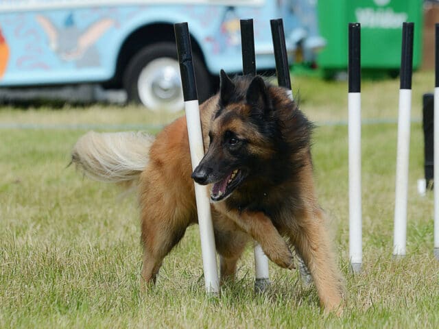 A dog running through an agility course.