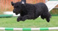 A dog jumping during a rally course.