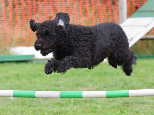 A dog jumping during a rally course.