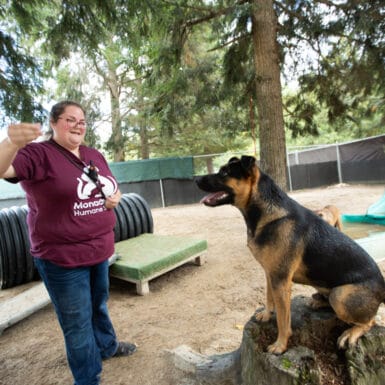 A MHS staff member training a dog outdoors.