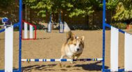 A dog jumping during an agility competition.