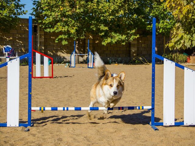 A dog jumping during an agility competition.