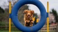 A dog jumping through a ring.