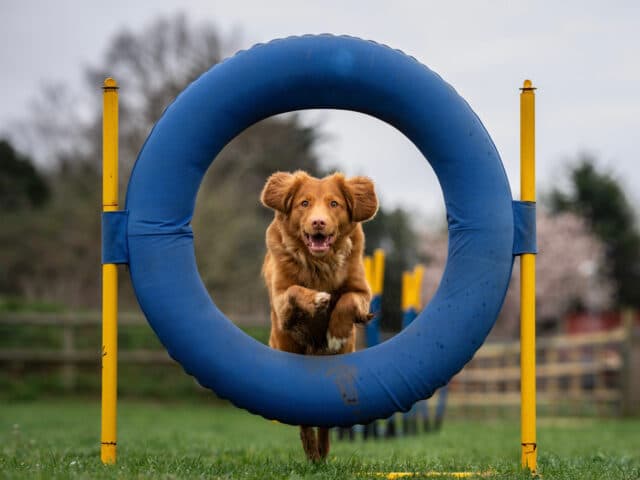 A dog jumping through a ring.