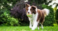 A brown and white dog with a ball in its mouth.