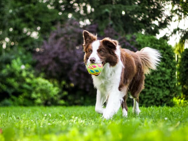 A brown and white dog with a ball in its mouth.