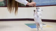 A puppy standing up.