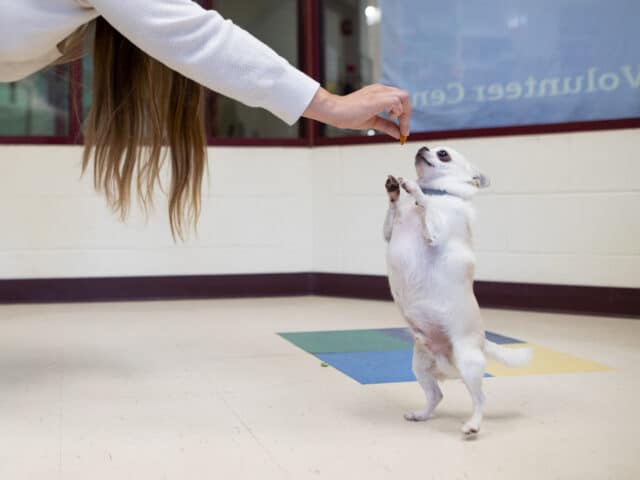 A puppy standing up.