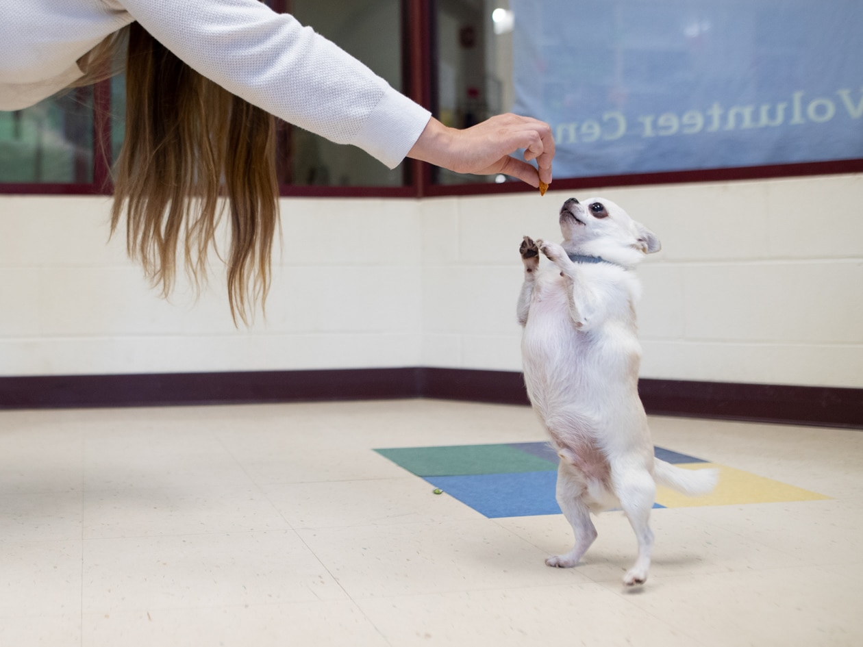 what is puppy kindergarten