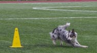 A dog doing a rally course.