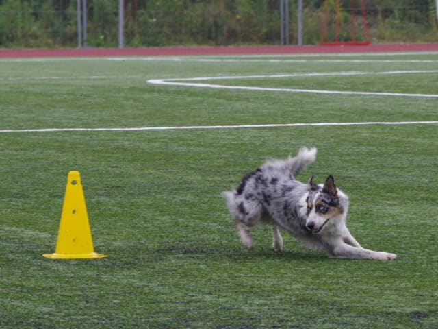 A dog doing a rally course.