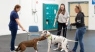 Dogs and their owners inside a training center.