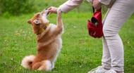 A dog receiving a treat.