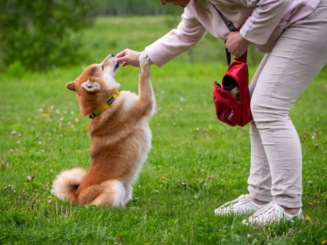 A dog receiving a treat.