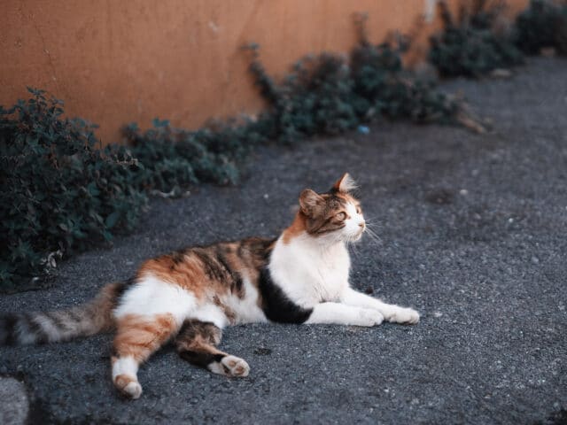 A stray cat on the street.