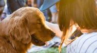 A person petting a dog.