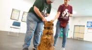 A dog being rewarded with treats.