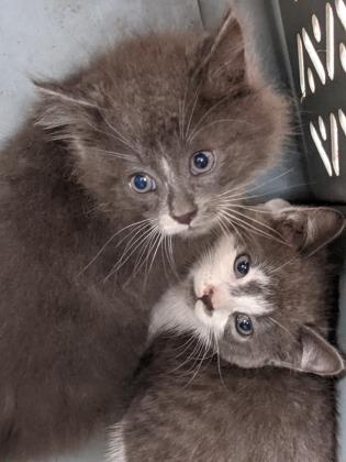 Two gray kittens.