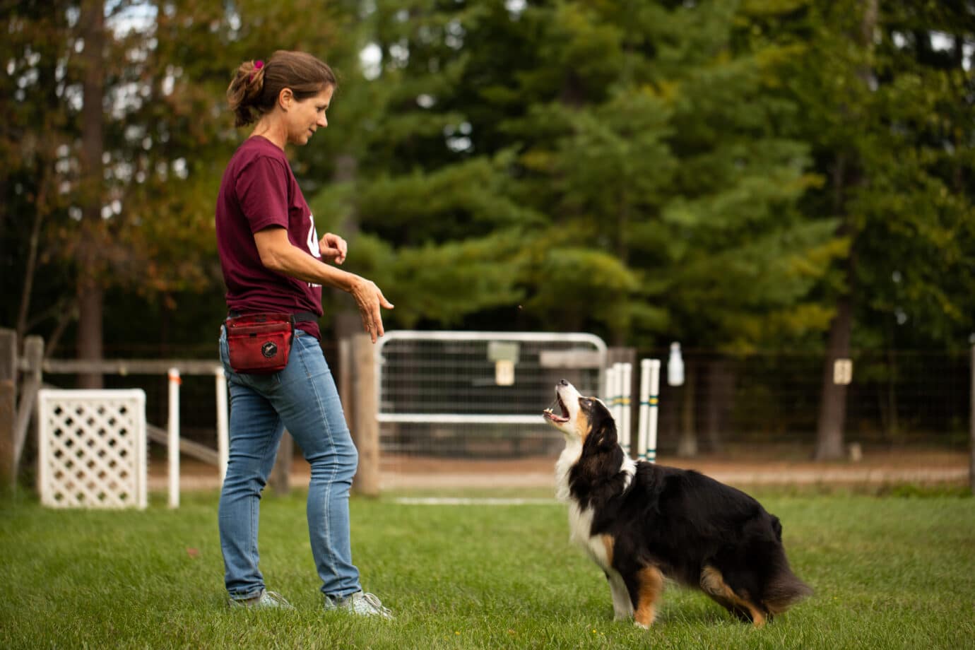 Trainer working with dog.