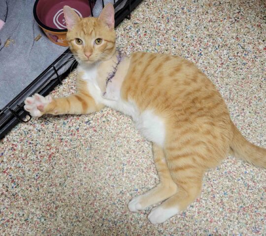 Speedy, a semi-feral orange kitten.