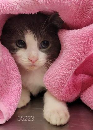 A kitten wrapped in a pink blanket.