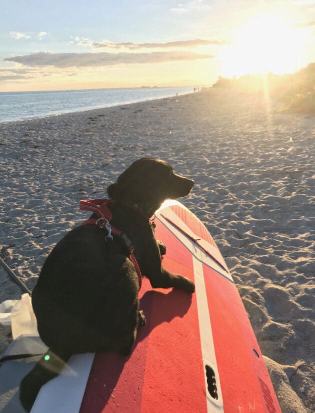 A lab mix sitting on a paddleboard on a beach.